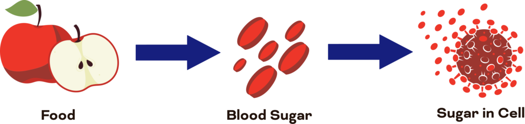 blood sugar process